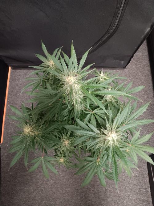 JVK Grow Northern Lights Auto 1. Week 12