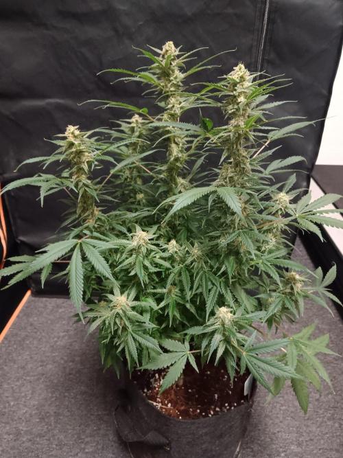 JVK Grow Northern Lights Auto 1. Week 12