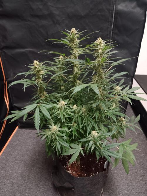 JVK Grow Northern Lights Auto 1. Week 12