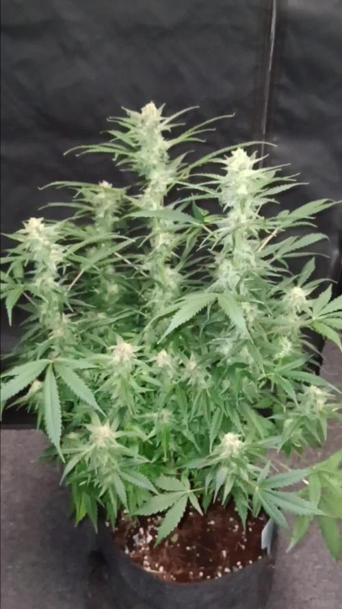 JVK Grow RQS Northern Lights Auto 1