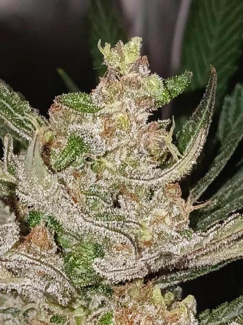 JVKdopegrow