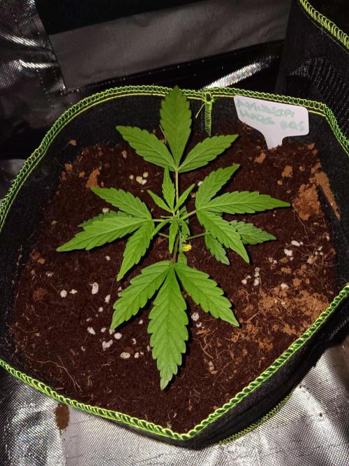 Amnesia Haze Auto 1. Week 3