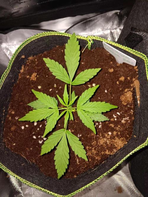 Amnesia Haze Auto 1. Week 3
