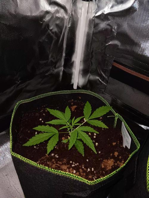 Amnesia Haze Auto 1. Week 3