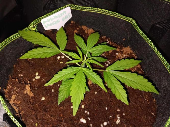 Amnesia Haze Auto 1. Week 3