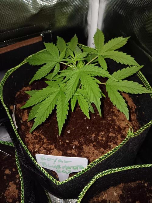 Bluematic Auto 2. Week 4
