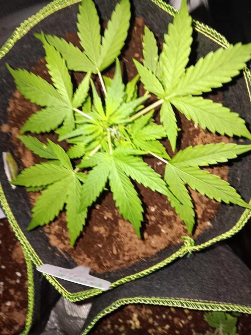 Bluematic Auto 2. Week 4