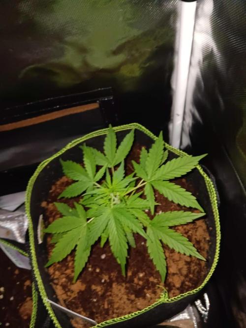Bluematic Auto 2. Week 4
