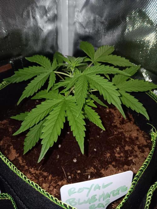 Bluematic Auto 2. Week 4