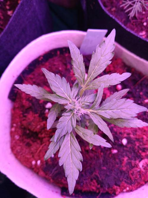 JVK Grow Quickone3. Week 7