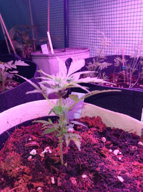 JVK Grow Quickone3. Week 7