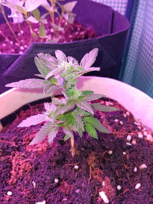 JVK Grow Quickone3. Week 7