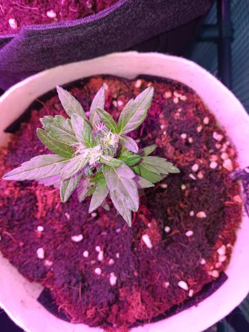 JVK Grow Quickone3. Week 7