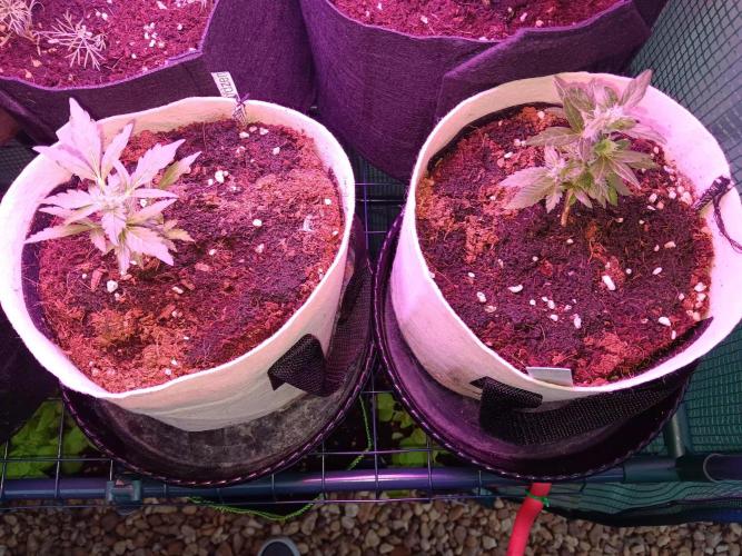 JVK Grow Quickone3. Week 7