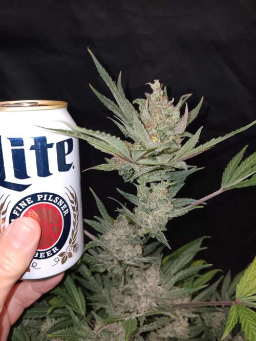JVK Grow Bluematic Auto 1. Week 11 - Will get a Bud can for next harvest!