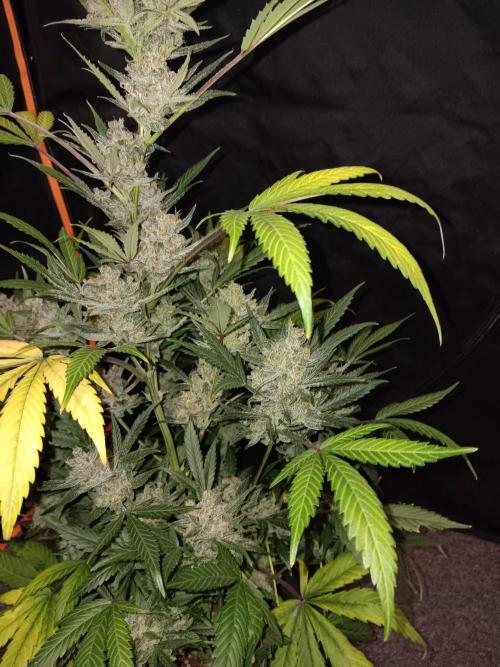 JVK Grow Bluematic Auto 1. Week 11