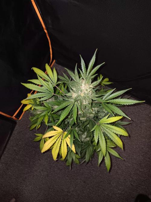 JVK Grow Bluematic Auto 1. Week 11