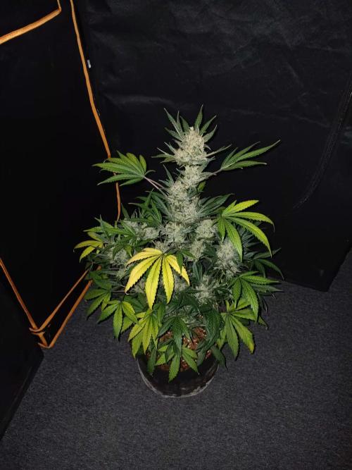 JVK Grow Bluematic Auto 1. Week 11