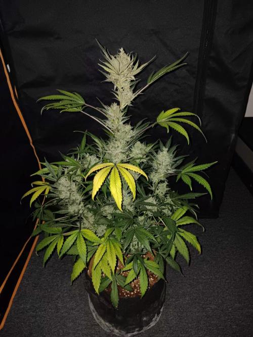 JVK Grow Bluematic Auto 1. Week 11
