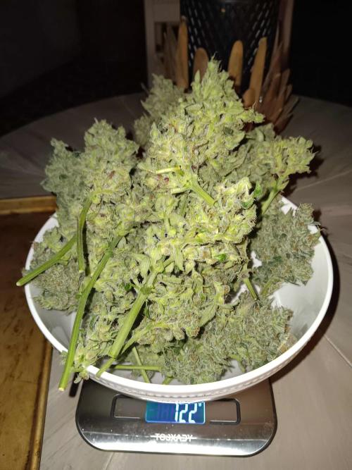 JVK Grow Bluematic Auto 1. Week 11