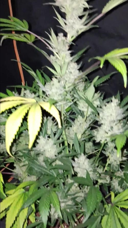 JVK Grow Bluematic Auto 1