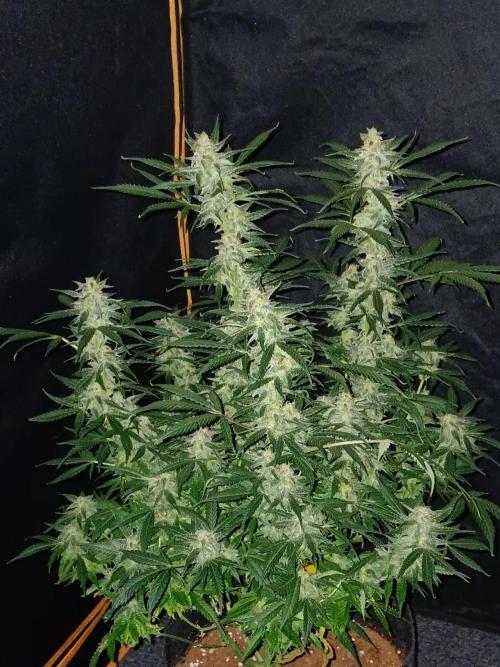 JVK Grow Northern Lights Auto 1. Week 13