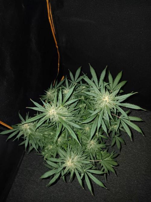 JVK Grow Northern Lights Auto 1. Week 13