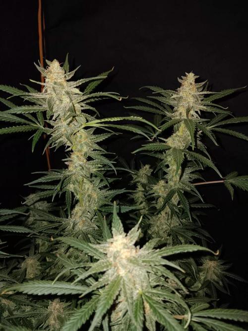 JVK Grow Northern Lights Auto 1. Week 13