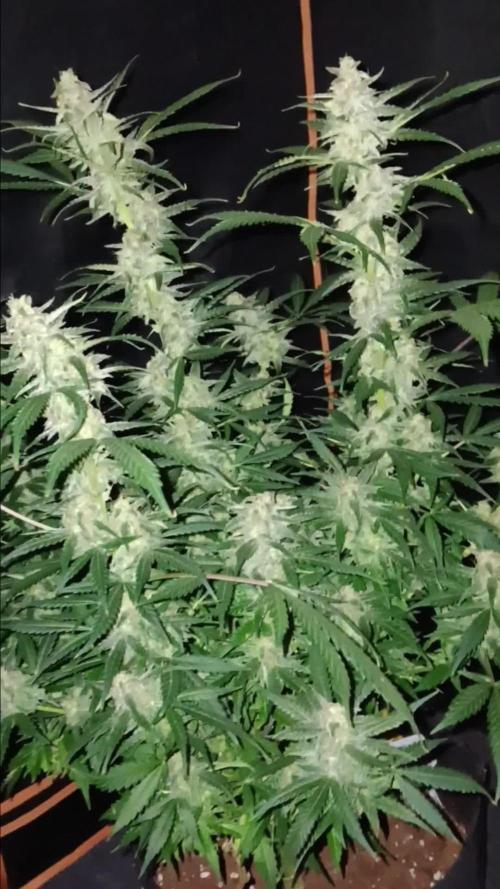 JVK Grow Northern Lights Auto 1
