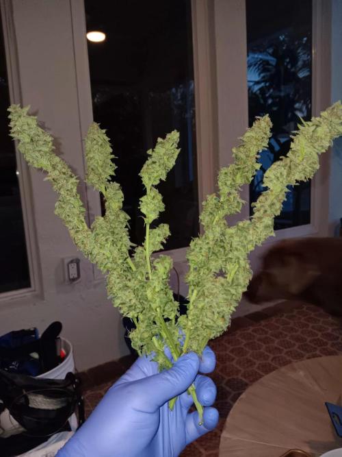 JVK Grow Northern Lights Auto 1. Week 14
