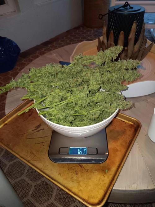JVK Grow Northern Lights Auto 1. Week 14