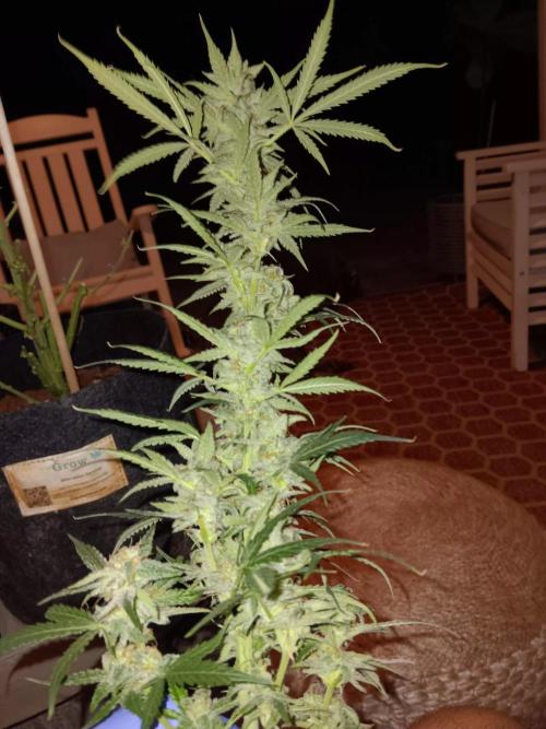 JVK Grow Northern Lights Auto 1. Week 14