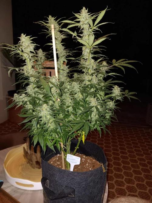 JVK Grow Northern Lights Auto 1. Week 14