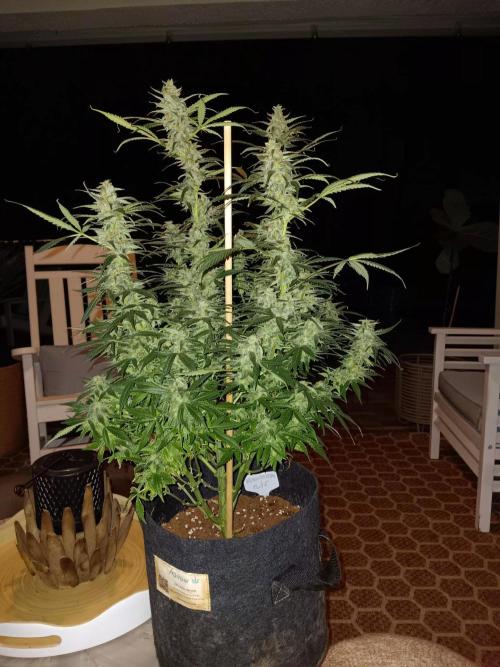 JVK Grow Northern Lights Auto 1. Week 14