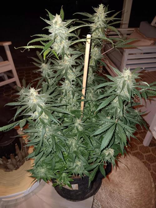 JVK Grow Northern Lights Auto 1. Week 14