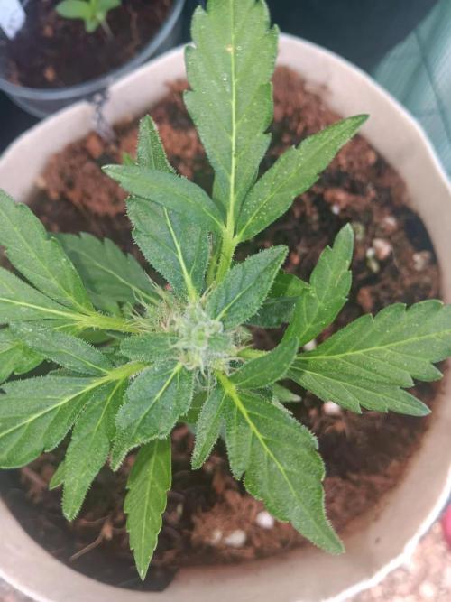 JVK Grow Quickone3. Week 8