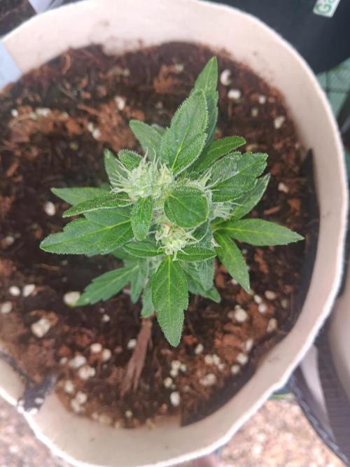 JVK Grow Quickone3. Week 8