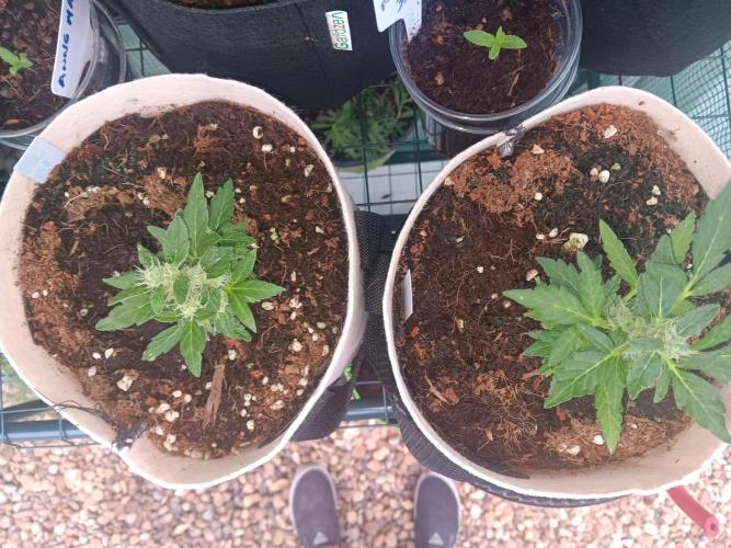 JVK Grow Quickone3. Week 8