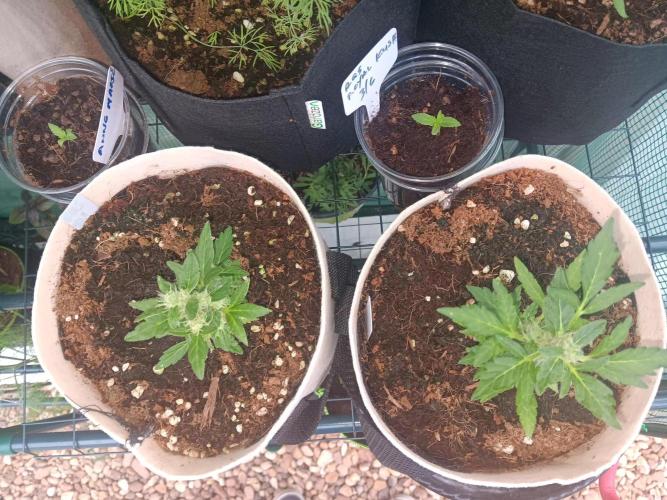 JVK Grow Quickone3. Week 8