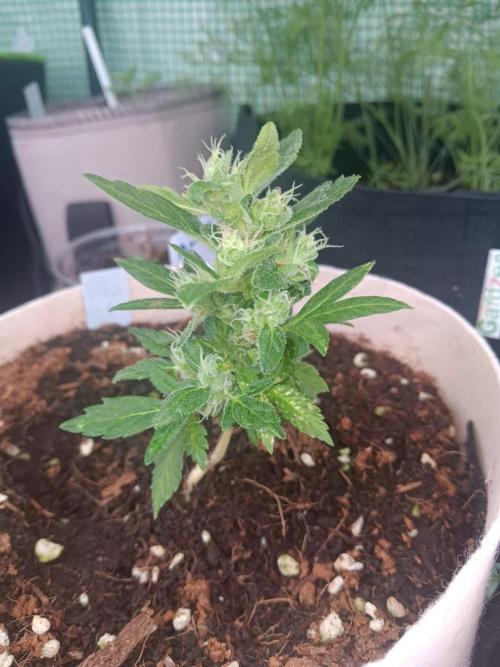 JVK Grow Quickone3. Week 8