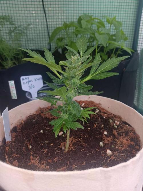 JVK Grow Quickone3. Week 8