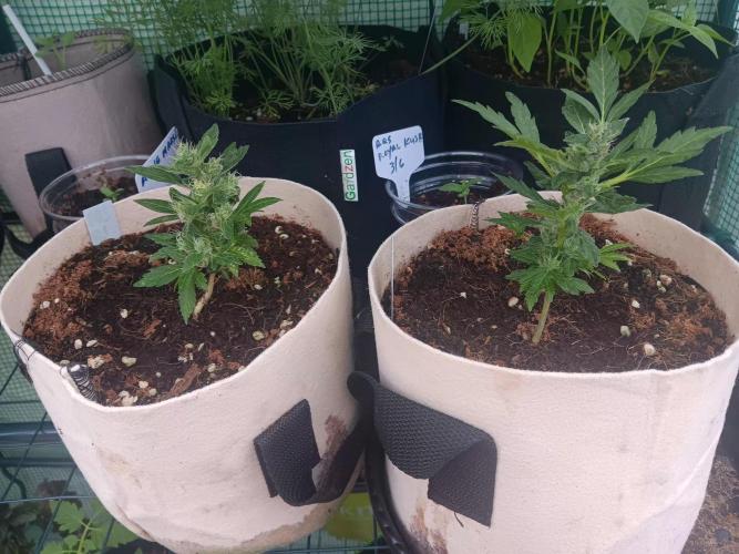 JVK Grow Quickone3. Week 8