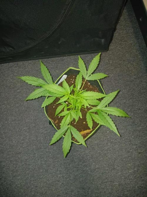 Amnesia Haze Auto 1. Week 4