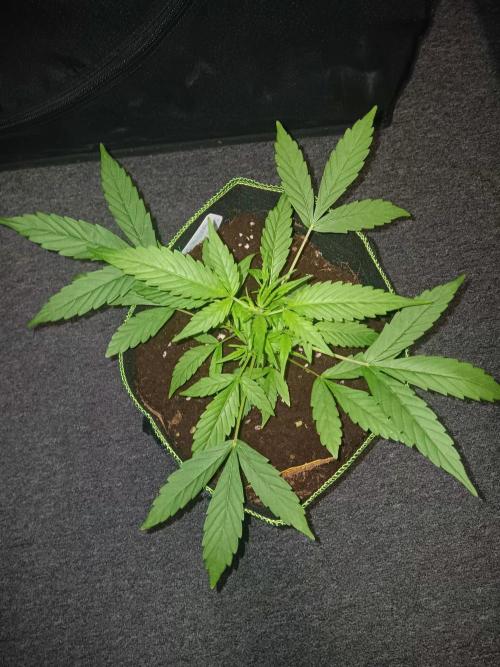 Amnesia Haze Auto 1. Week 4