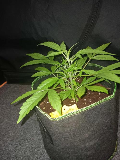 Amnesia Haze Auto 1. Week 4