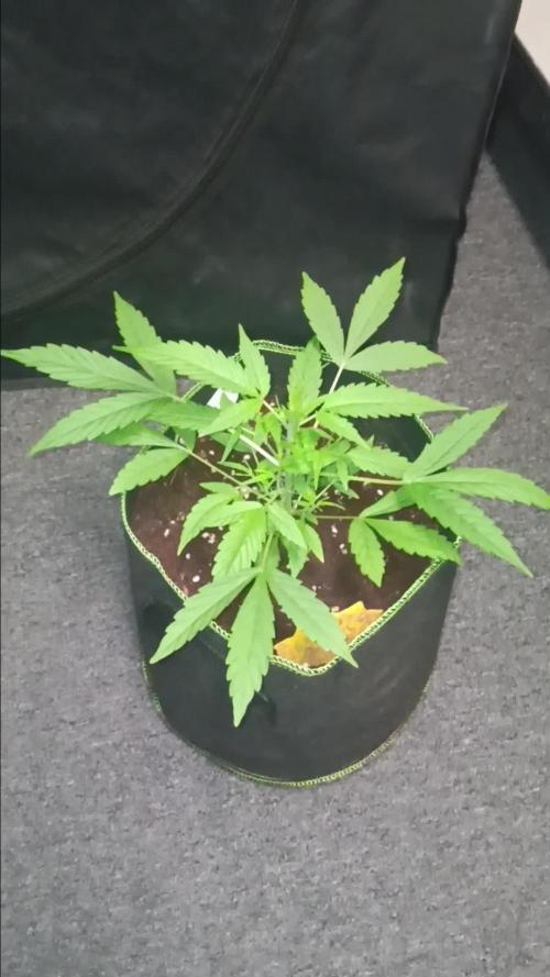 RQS Amnesia Haze Auto 1
