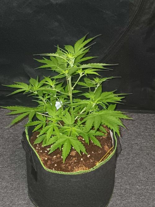 Bluematic Auto 2. Week 5