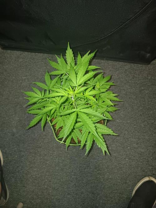 Bluematic Auto 2. Week 5