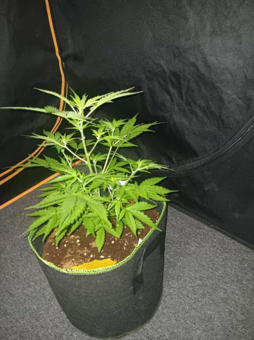 Bluematic Auto 2. Week 5