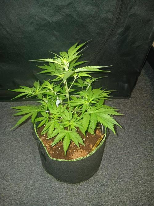 Bluematic Auto 2. Week 5